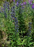 Echium vulgare