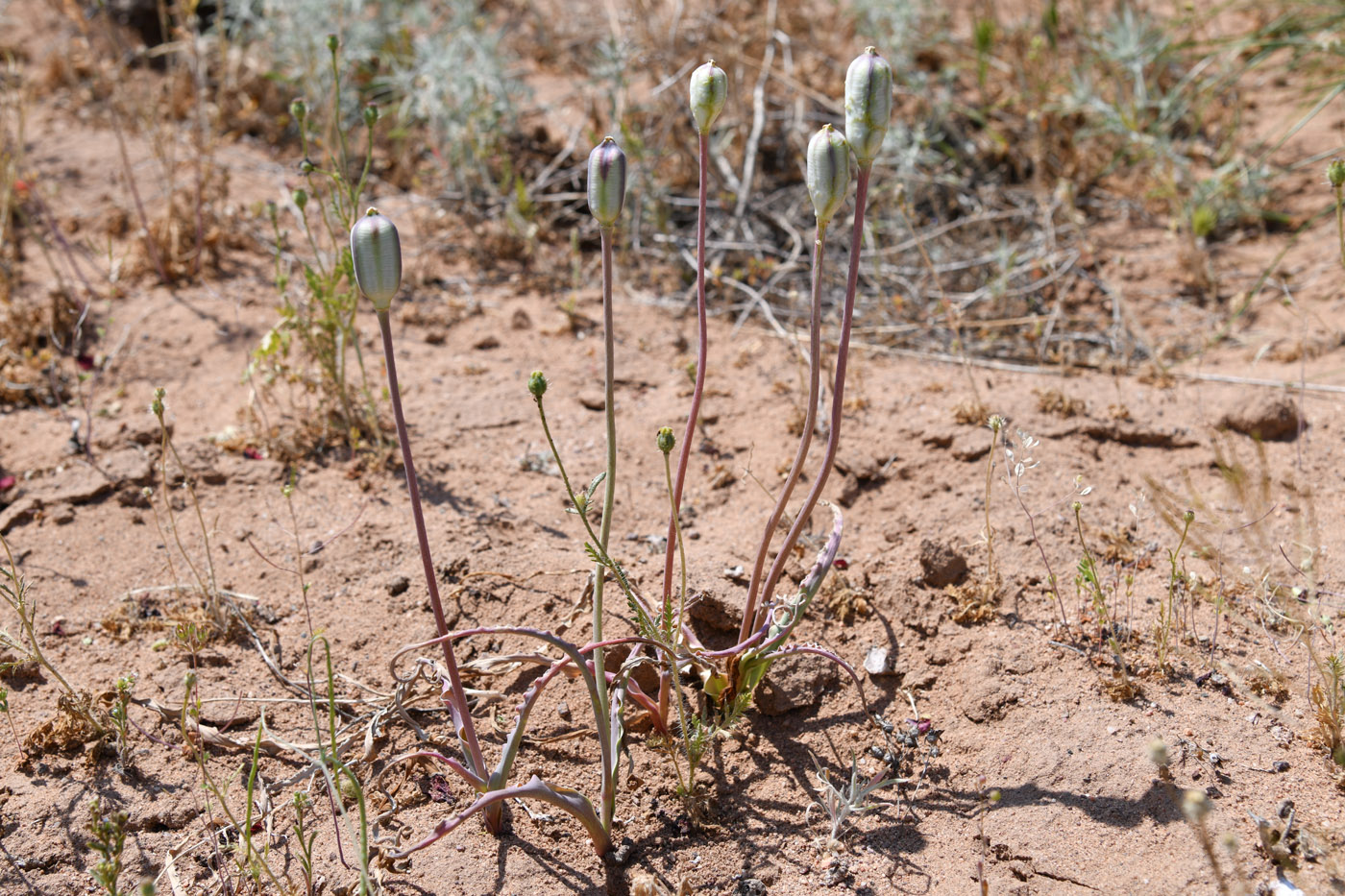 Image of Tulipa kolpakowskiana specimen.