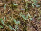 genus Alisma