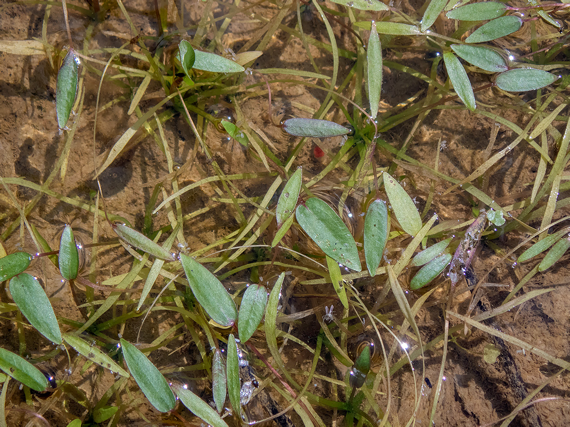 Image of genus Alisma specimen.
