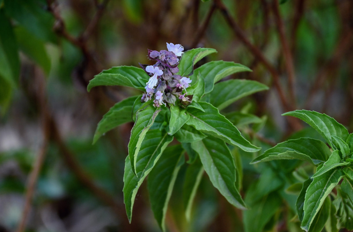 Изображение особи Ocimum basilicum.