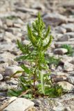 Rumex maritimus