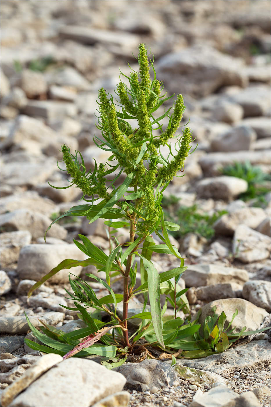 Изображение особи Rumex maritimus.