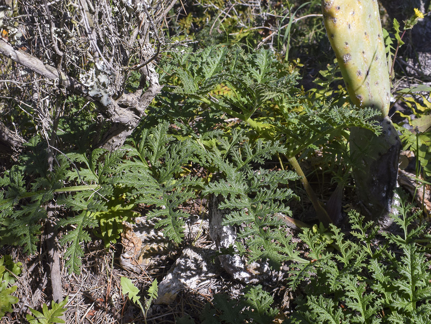 Image of Thapsia villosa specimen.