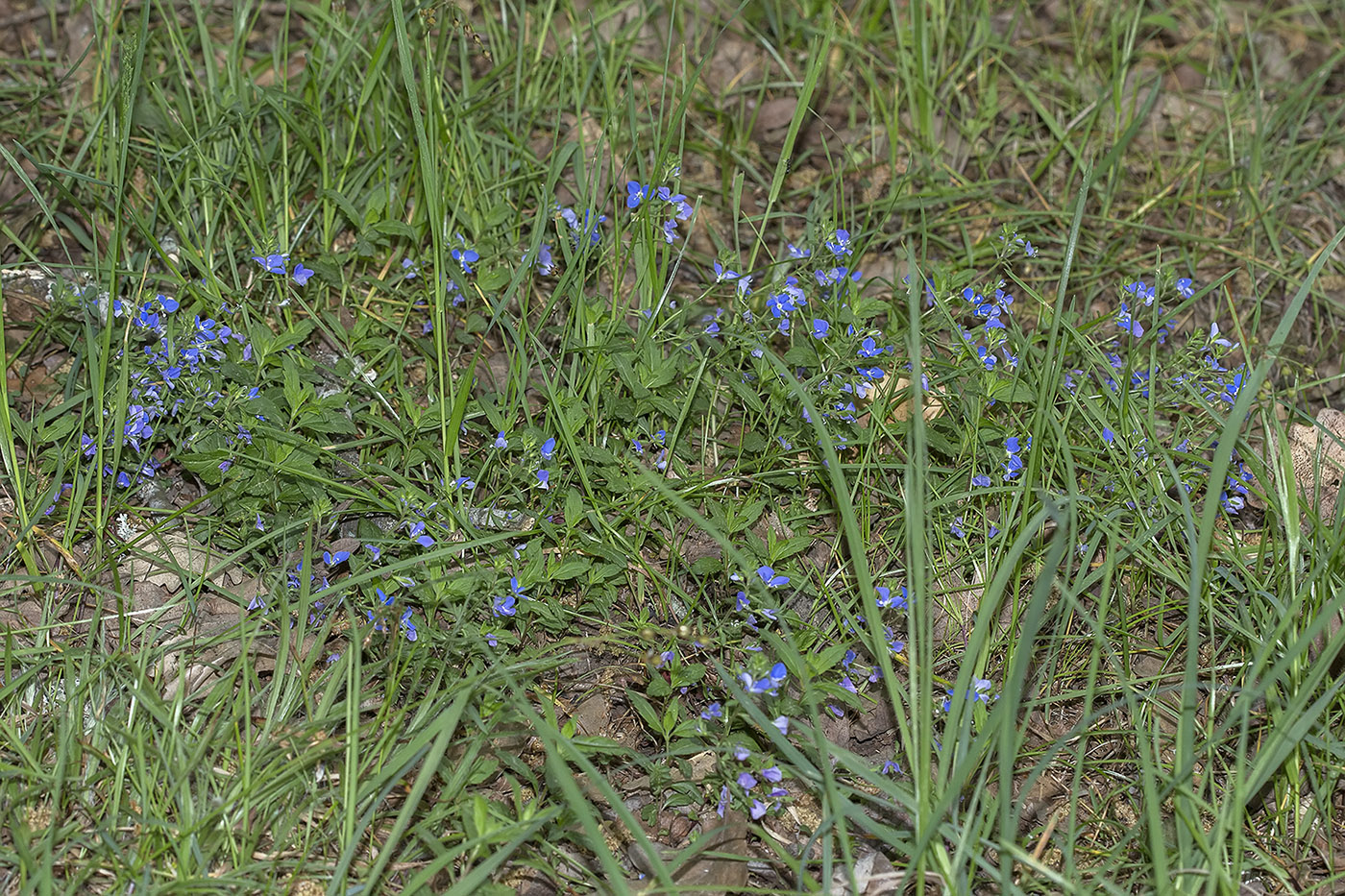 Image of Veronica umbrosa specimen.