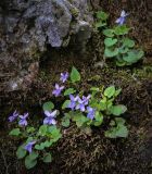 Viola reichenbachiana