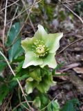 Helleborus caucasicus. Цветок. Краснодарский край, г/о Сочи, Адлерский р-н, ущ. Ахцу, дорога вдоль отвесной скалы. 21.03.2022.