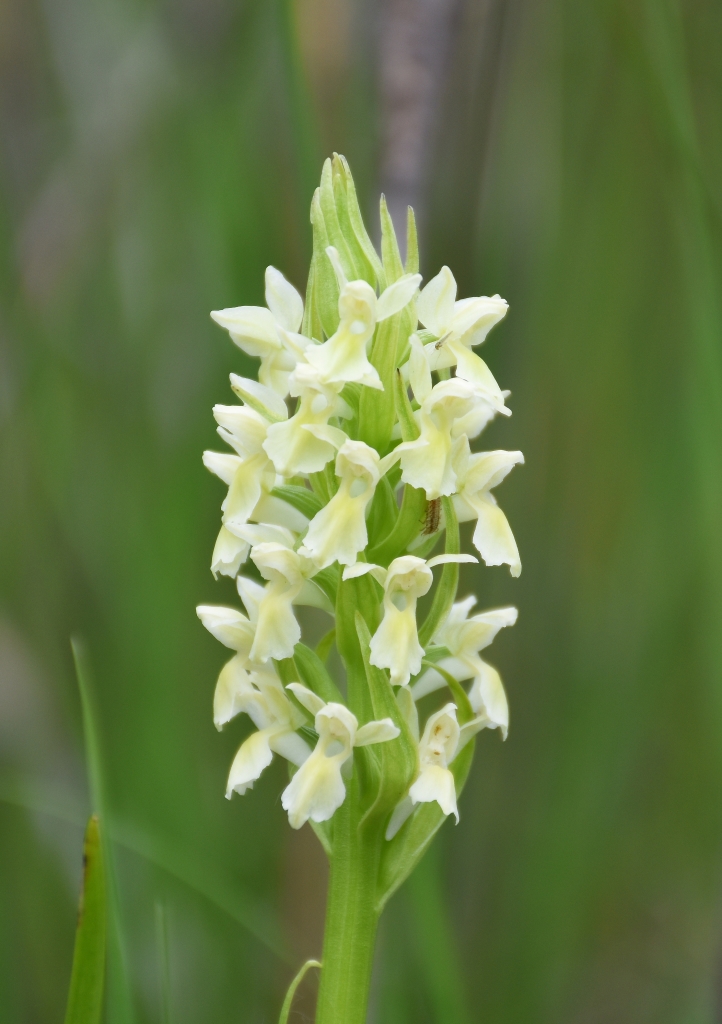Изображение особи Dactylorhiza ochroleuca.