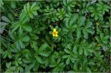 Potentilla anserina. Цветок и листья. Московская обл., Раменский р-н, окр. дер. Хрипань, садовый участок. 17.06.2024.