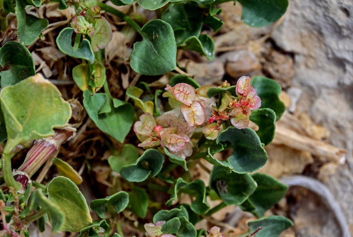 Image of Rumex vesicarius specimen.