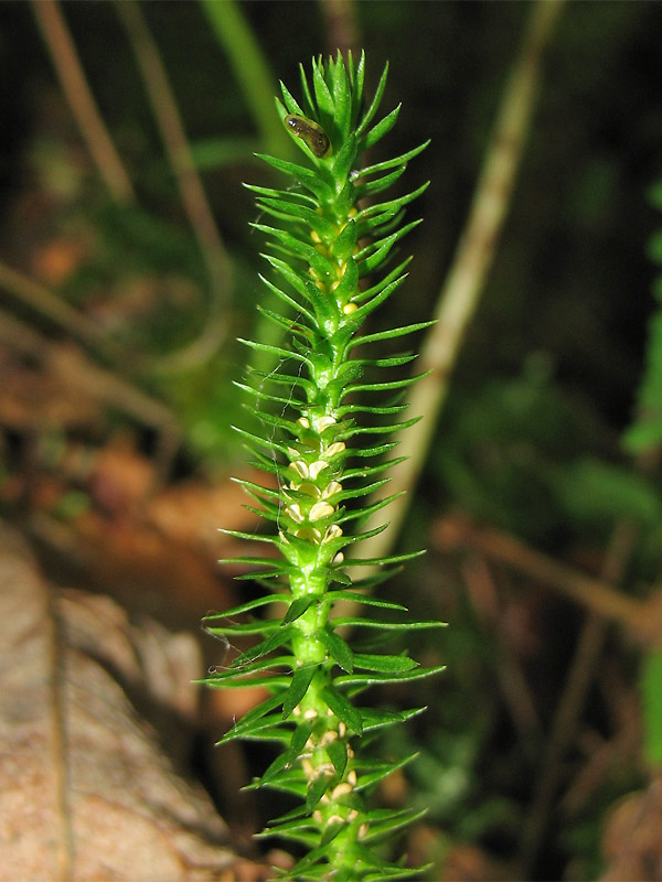 Image of Huperzia selago specimen.