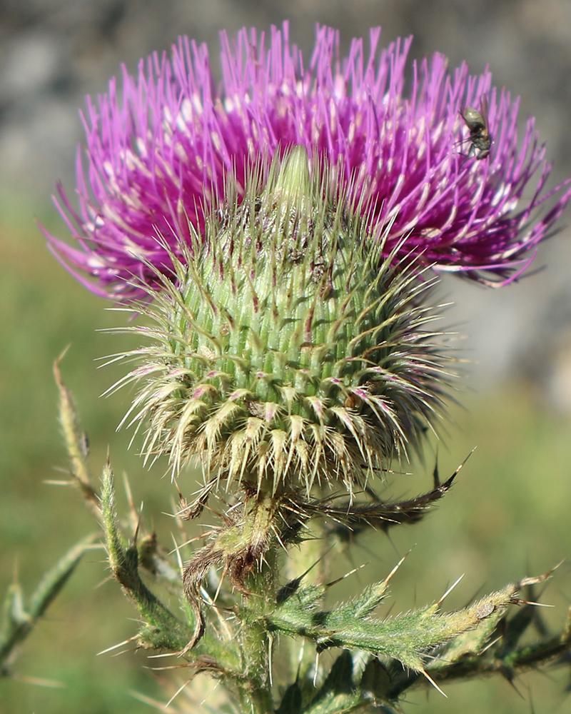 Изображение особи Cirsium ciliatum.