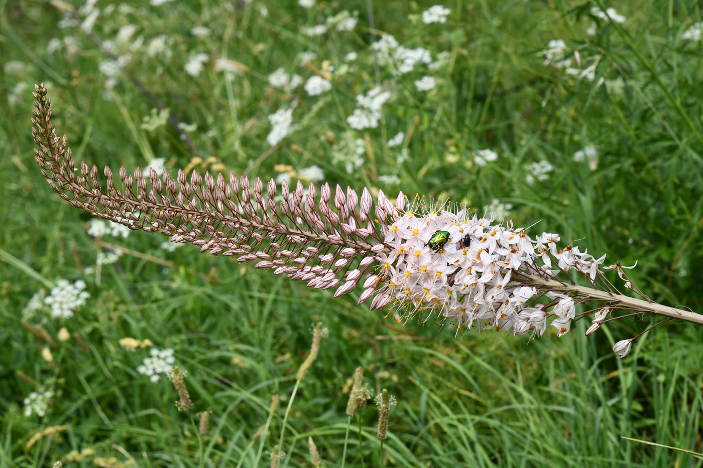 Изображение особи род Eremurus.
