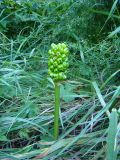 Arum elongatum