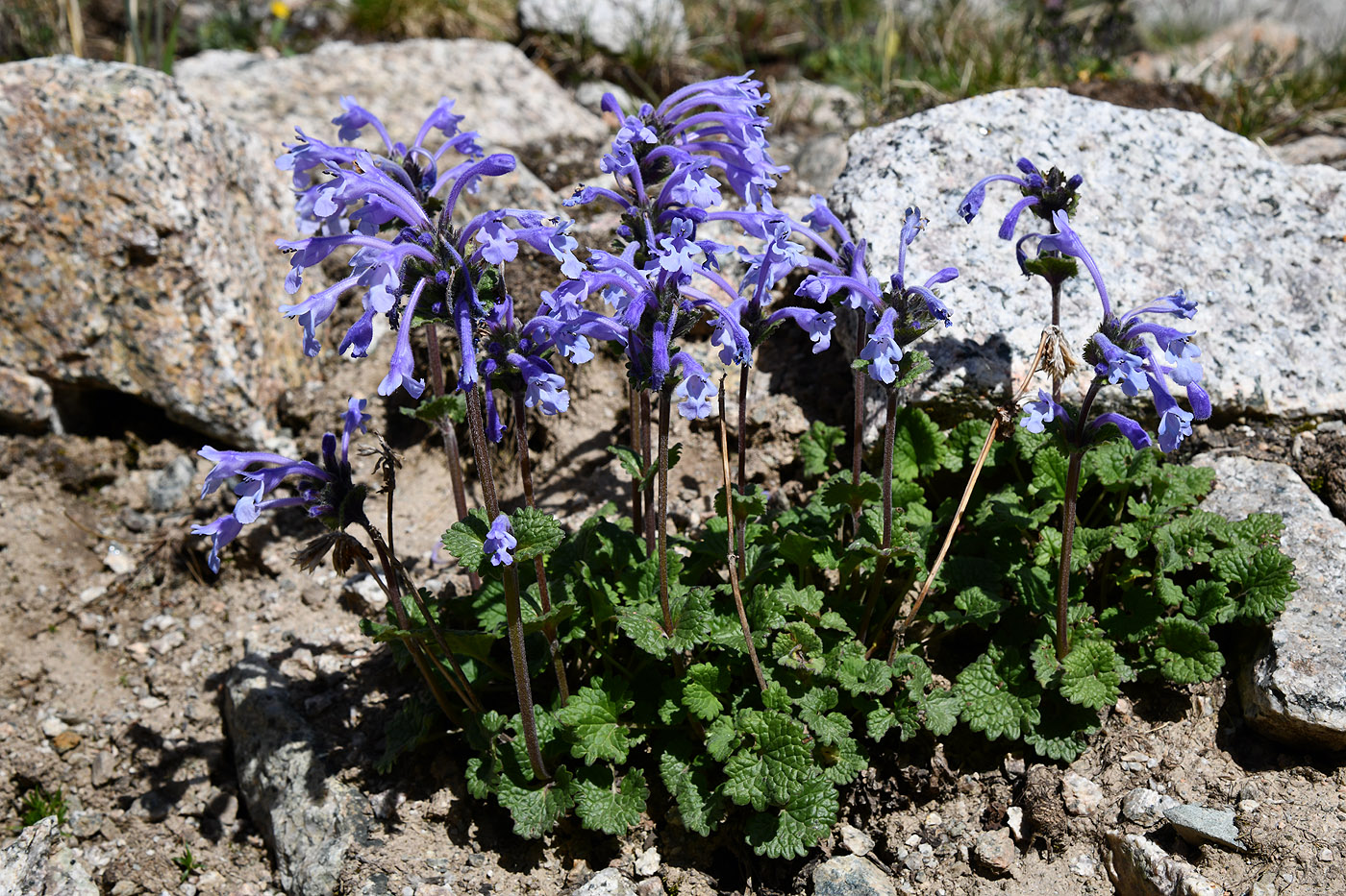 Изображение особи Dracocephalum laniflorum.