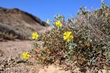 Helianthemum songaricum