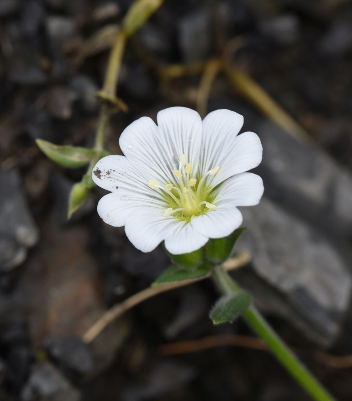 Image of familia Caryophyllaceae specimen.