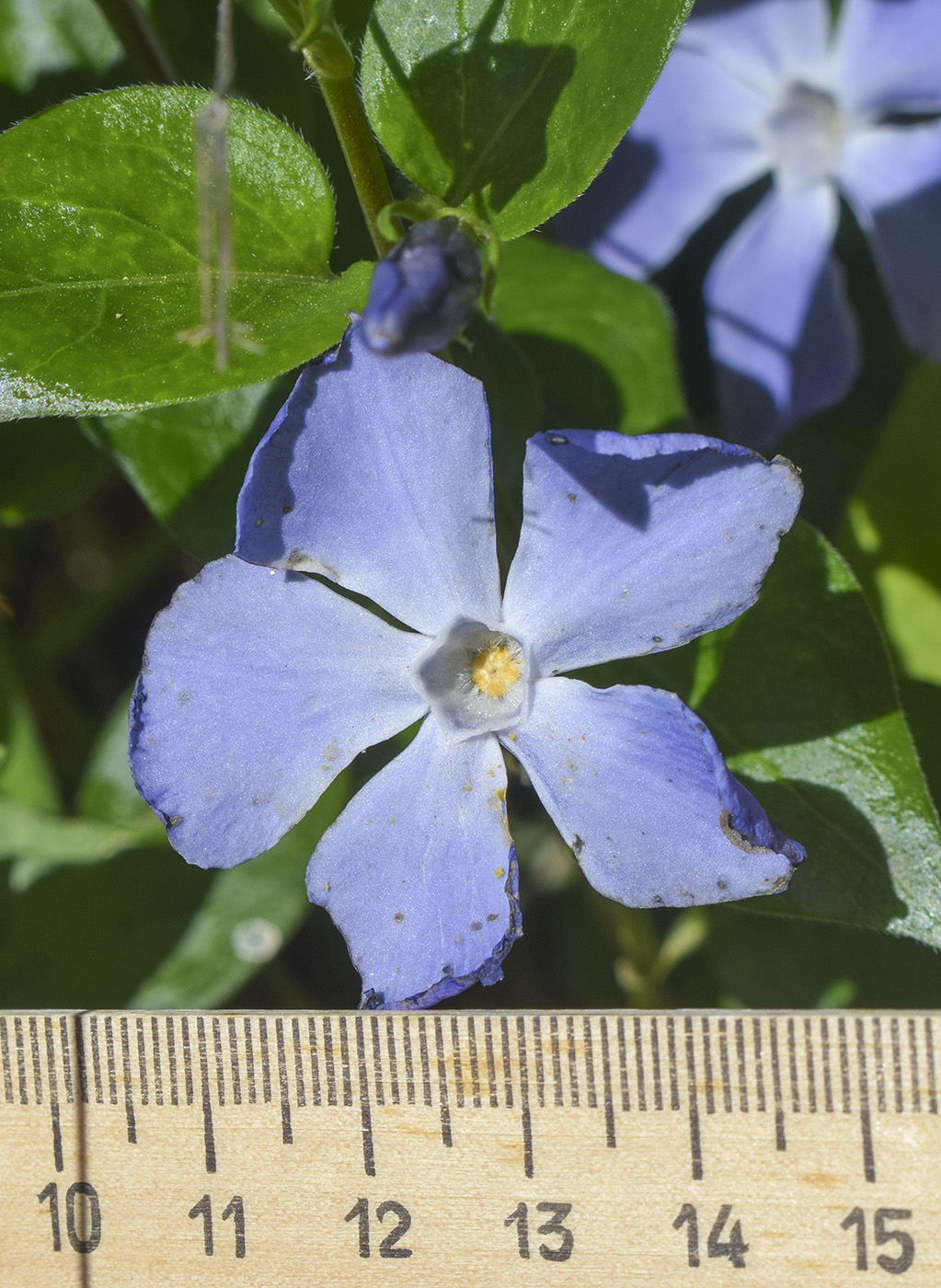 Изображение особи Vinca major.