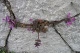 Lamium amplexicaule. Цветущее растение в кладке подпорной стены. Южный берег Крыма, Артек. 01.04.2007.