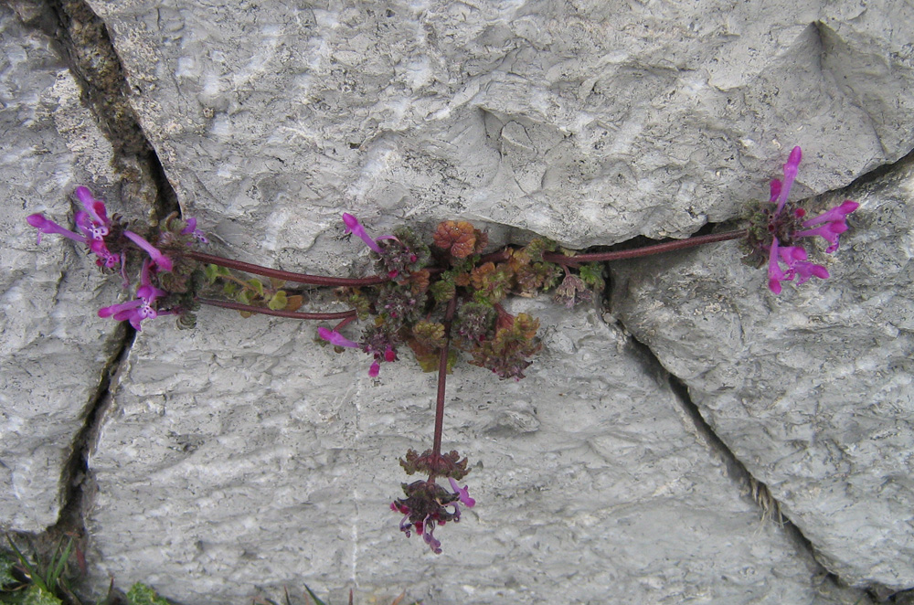 Image of Lamium amplexicaule specimen.