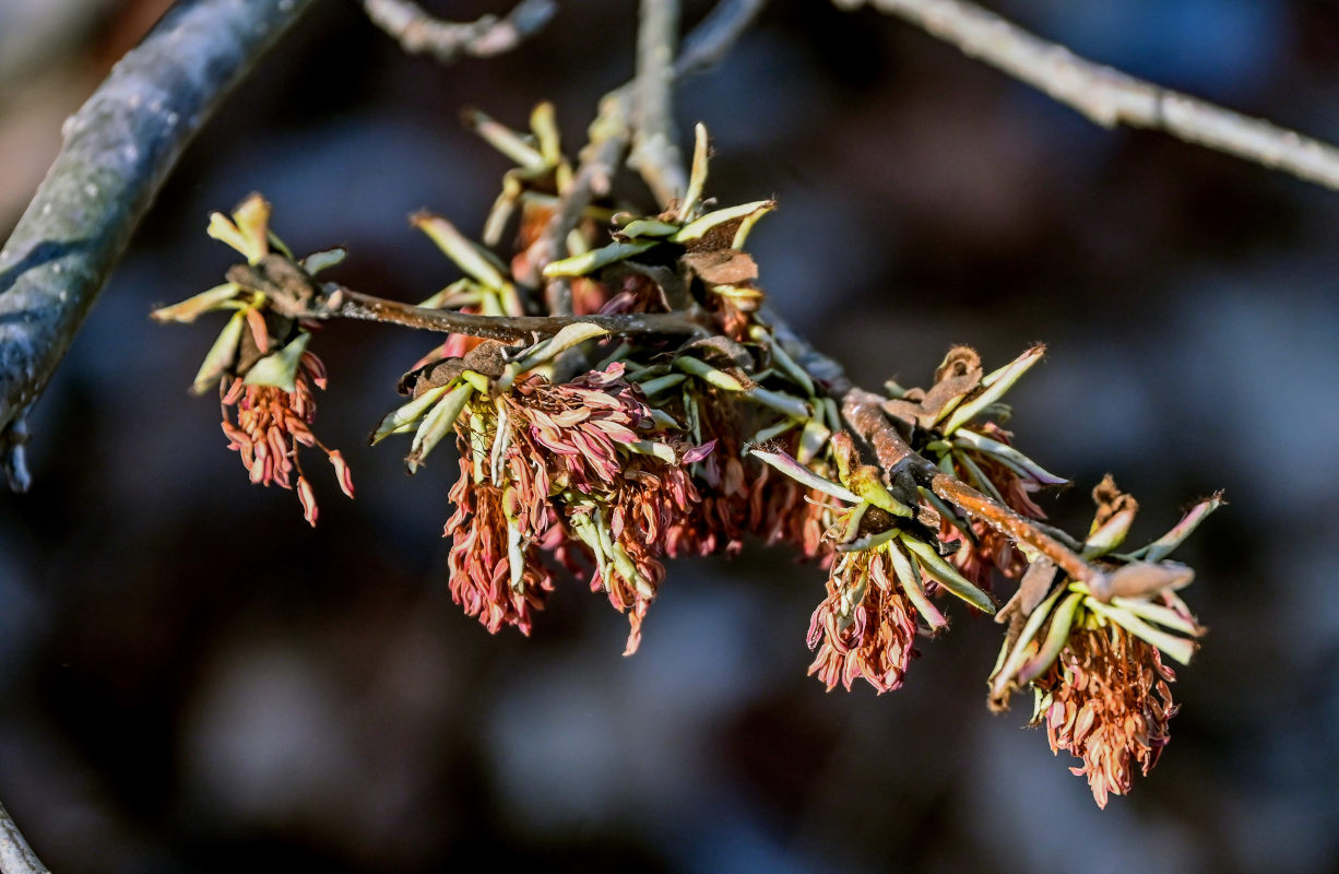 Image of Parrotia persica specimen.