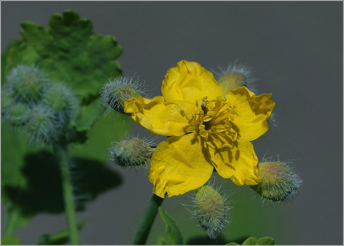Изображение особи Chelidonium majus.