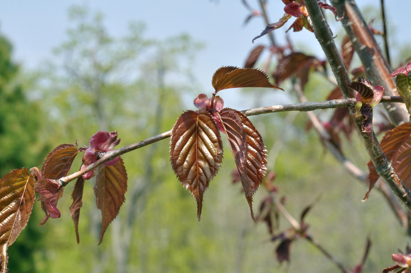 Image of Prunus serrulata specimen.