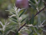 Elaeagnus angustifolia. Побег. Грузия, край Самцхе-Джавахети, окраина с. Тмогви, 100 м от оз Цунда, горный склон. 17 мая 2025 г.