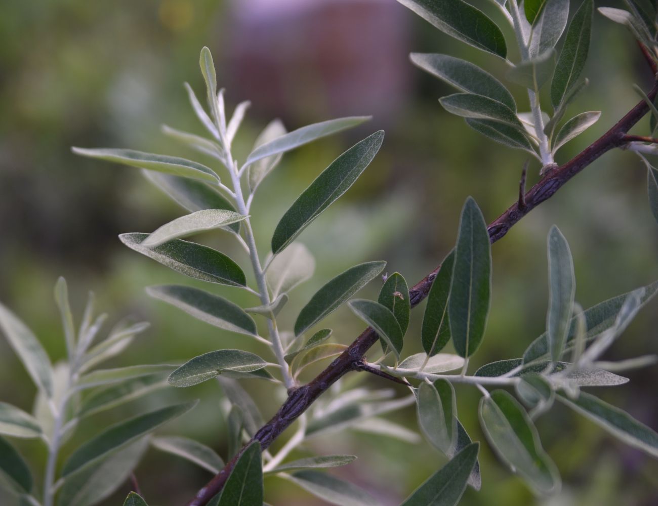 Image of Elaeagnus angustifolia specimen.