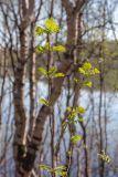 Sorbus aucuparia subspecies glabrata. Верхушка молодого растения с молодыми листьями. Мурманск, Октябрьский р-н, окр. оз. Среднее, смешанный лес с доминированием Betula. 31.05.2025.