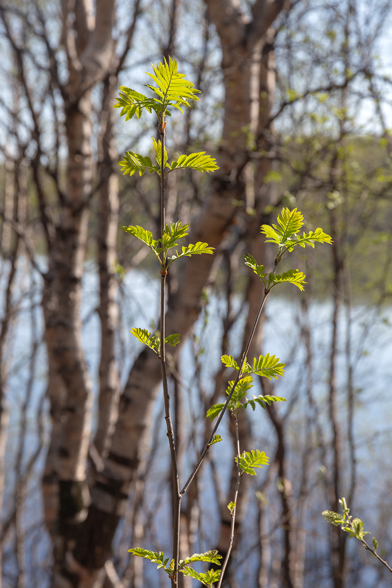 Изображение особи Sorbus aucuparia ssp. glabrata.