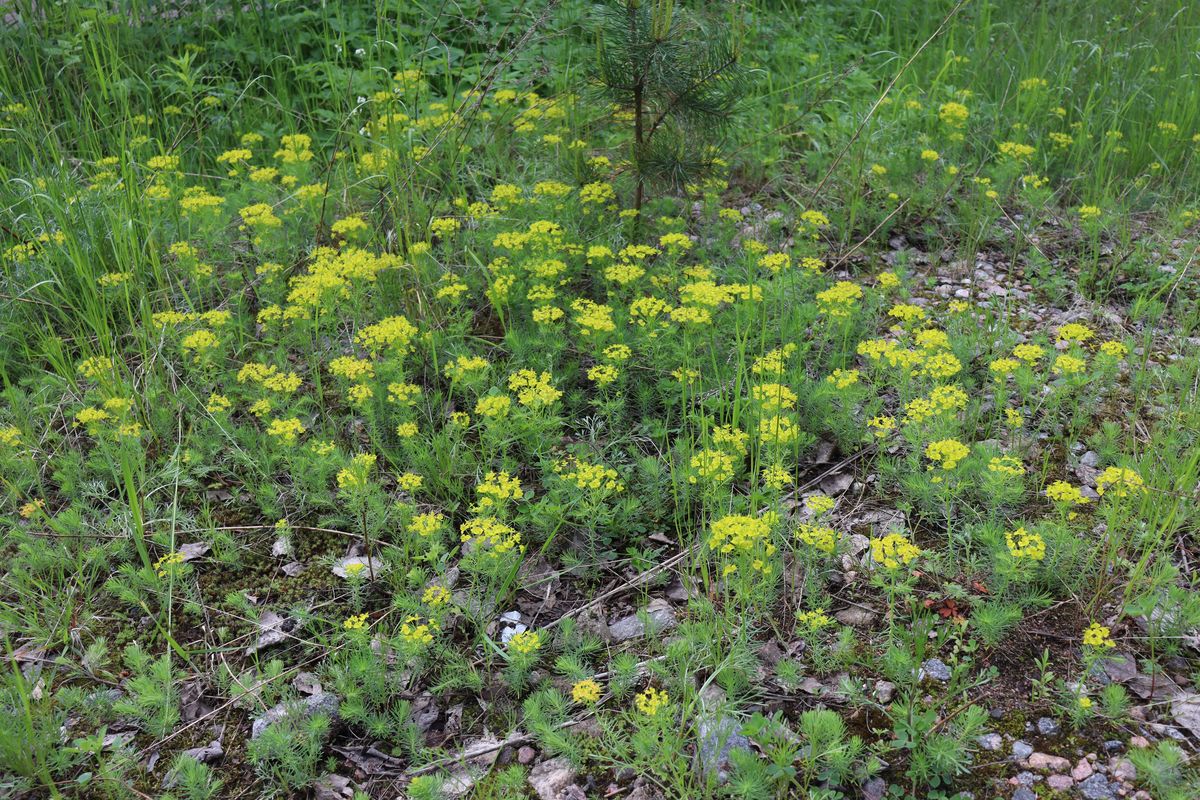 Image of Euphorbia cyparissias specimen.