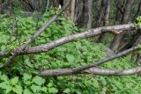Salix phylicifolia