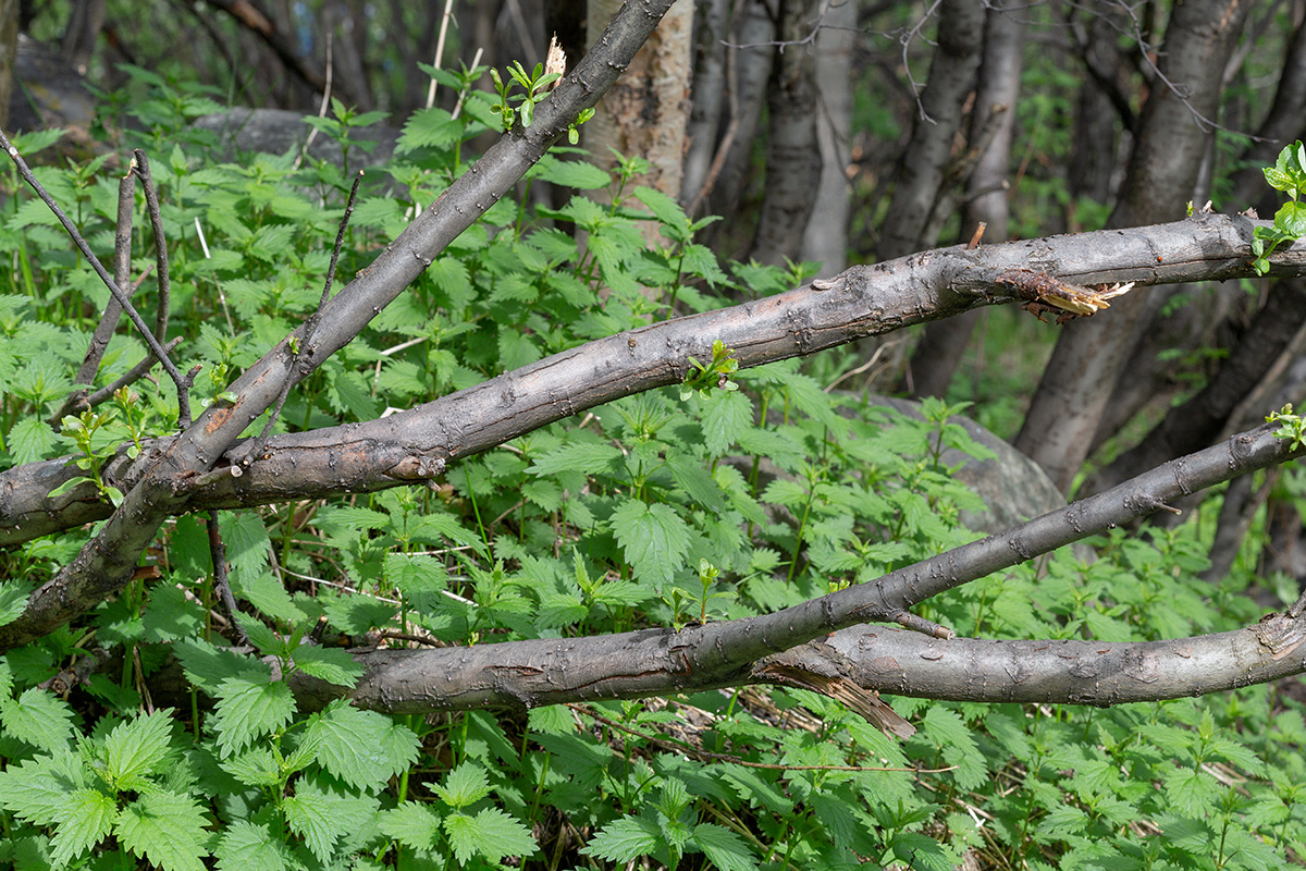 Image of Salix phylicifolia specimen.