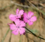 Dianthus platyodon