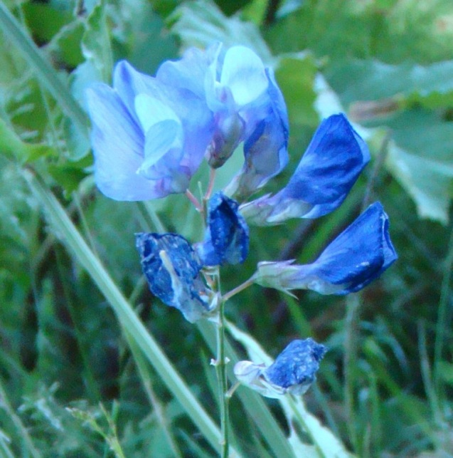Image of Lathyrus ciliatidentatus specimen.