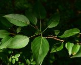 Populus suaveolens
