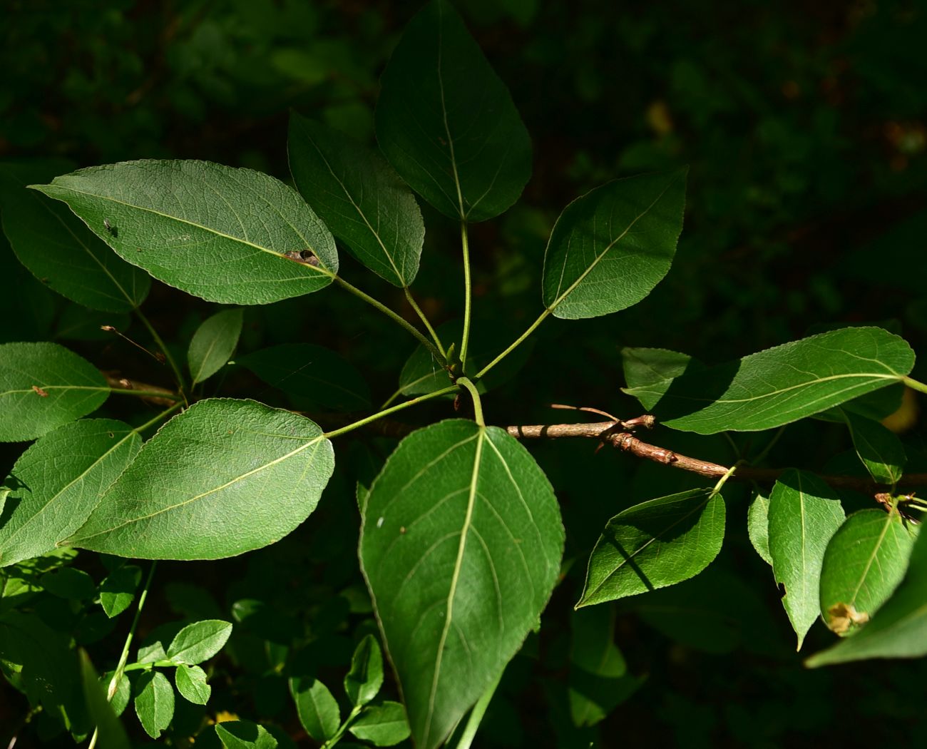 Изображение особи Populus suaveolens.