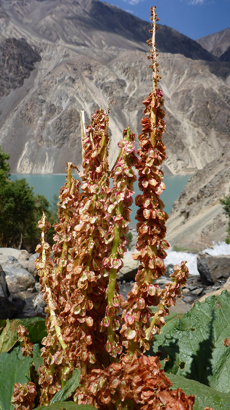 Image of Rheum spiciforme specimen.