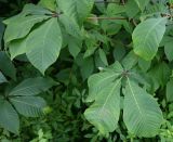Aesculus parviflora. Листья. Калининград, Калининградский зоопарк, в озеленении. 31.07.2025.
