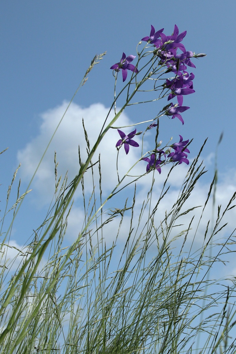 Image of Campanula patula specimen.