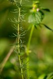 genus Artemisia. Часть побега. Калужская обл., Перемышльский р-н, дол. р. Жиздра, песчаный склон у реки. 13.08.2025.