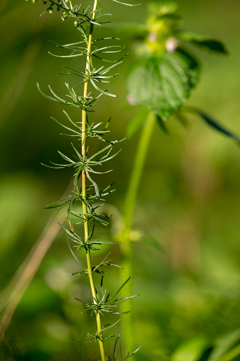 Image of genus Artemisia specimen.