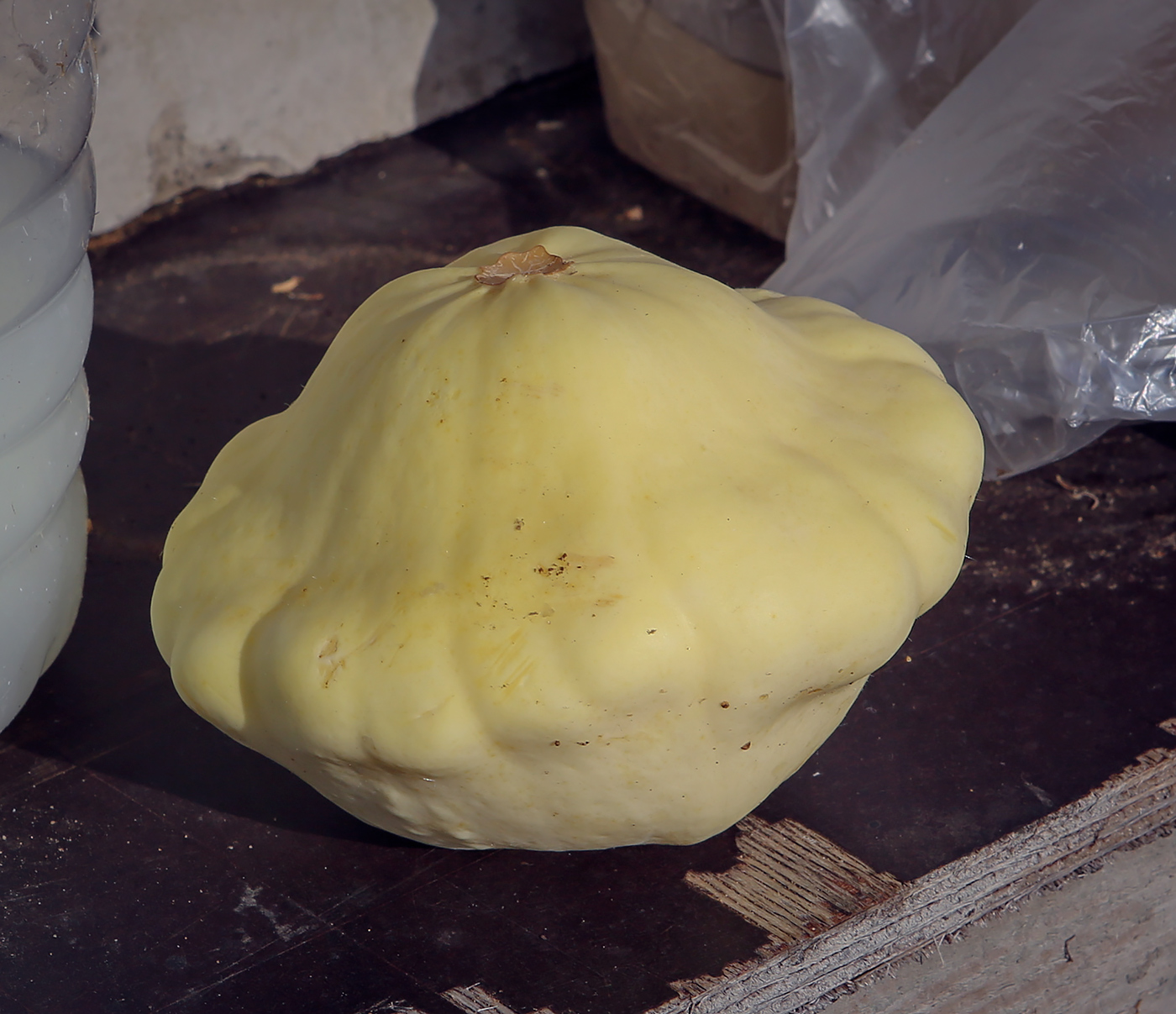 Image of Cucurbita pepo var. melopepo specimen.