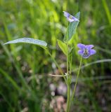 Viola ruppii. Верхушка цветущего растения. Пермский край, г. Пермь, Свердловский р-н, м-н Липовая Гора, опушка в хвойном лесу. 25.05.2025.