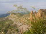 семейство Poaceae