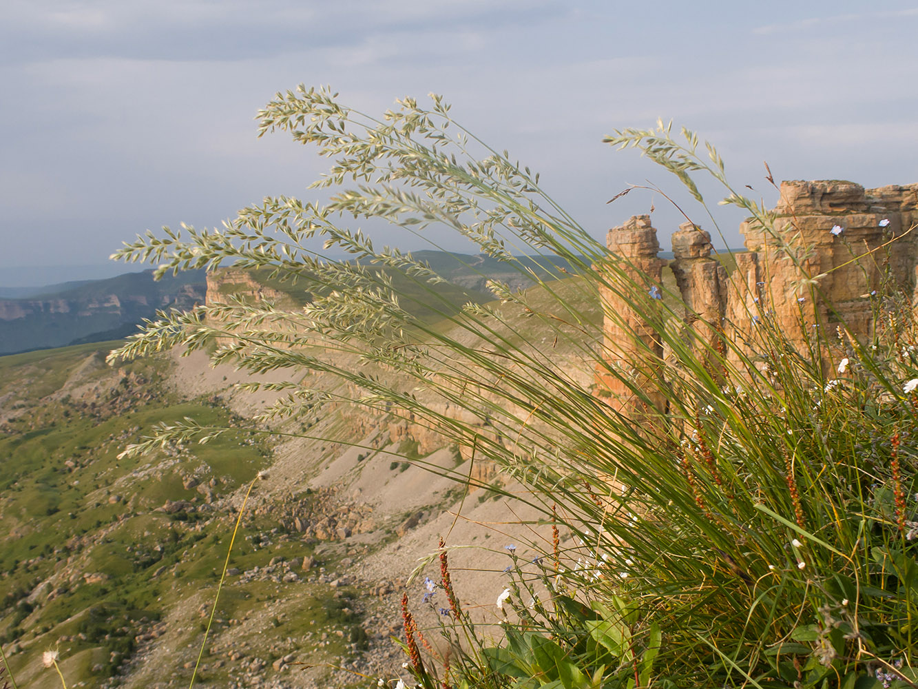 Изображение особи семейство Poaceae.