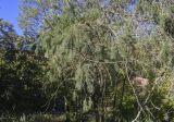 Pseudotsuga menziesii