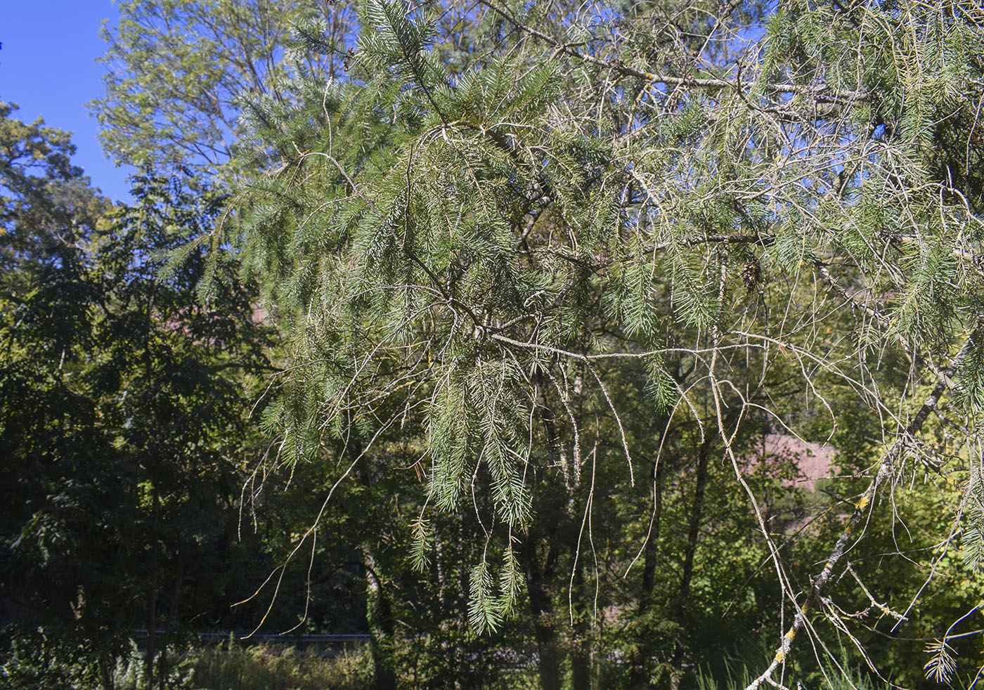Image of Pseudotsuga menziesii specimen.