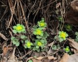 Chrysosplenium pilosum